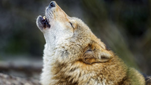 Wolf Howling, or bussin' all kinds of nuts